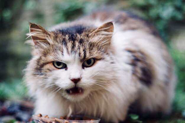 Foto ritratto di un gatto da vicino