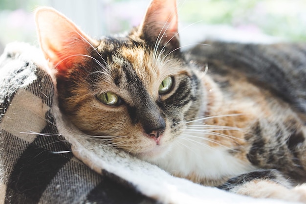 Close-up portrait of a cat