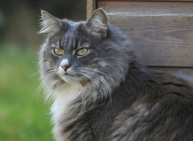 Foto ritratto di un gatto da vicino