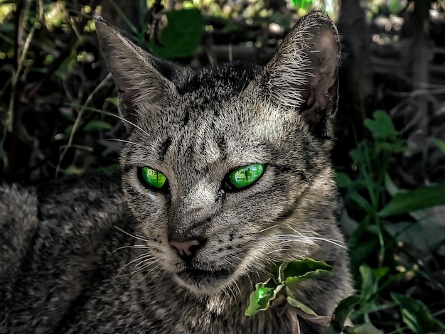 Foto ritratto ravvicinato di un gatto