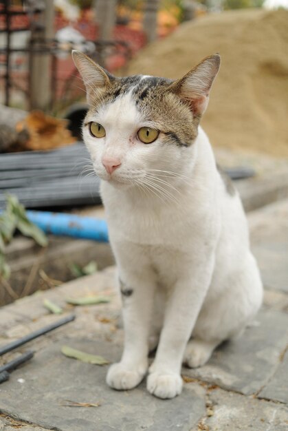 고양이 의 클로즈업 초상화