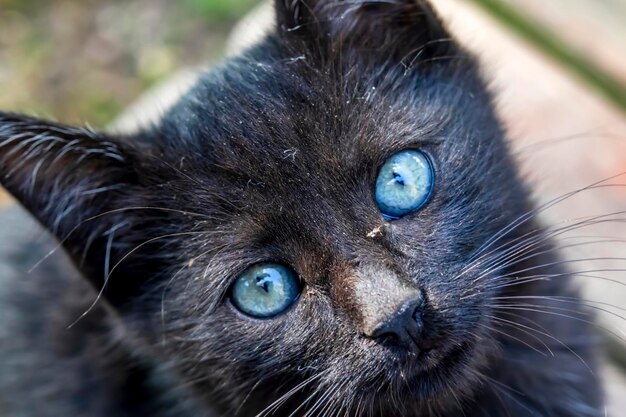 Photo close-up portrait of a cat