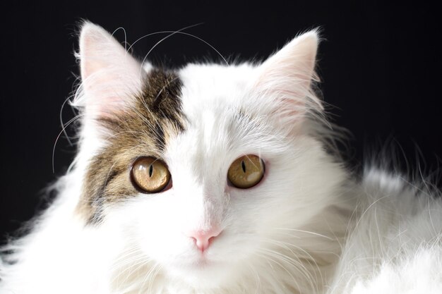 Close-up portrait of cat