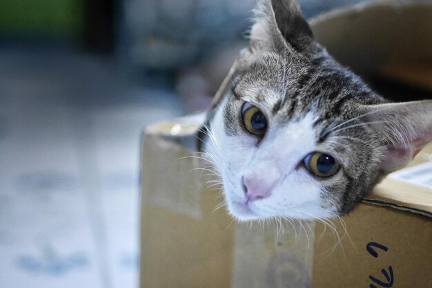 Close-up portrait of a cat