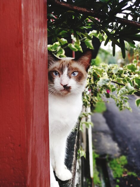 Foto ritratto di un gatto da vicino