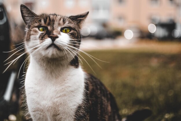 猫のクローズアップ肖像画