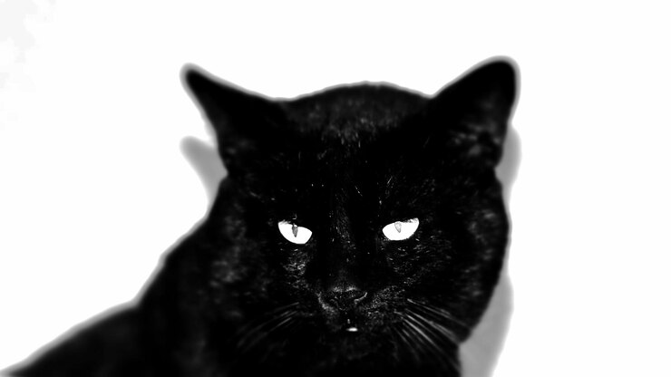 Photo close-up portrait of cat