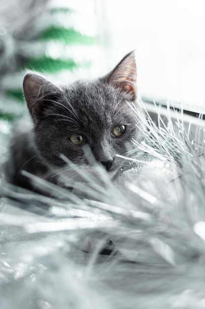 Photo close-up portrait of a cat