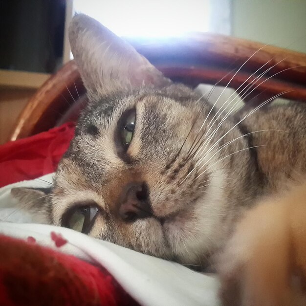 Close-up portrait of cat