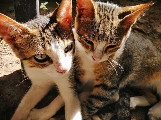 Photo close-up portrait of cats