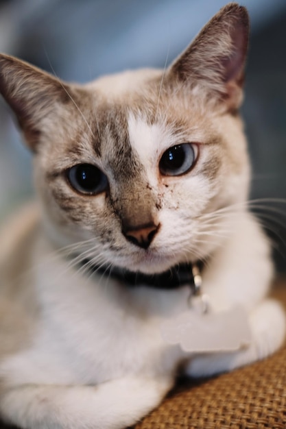 Foto ritratto da vicino di un gatto carino