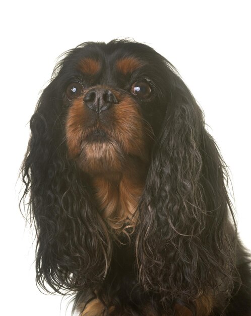 Photo close-up portrait of cavalier king charles spaniel against white background