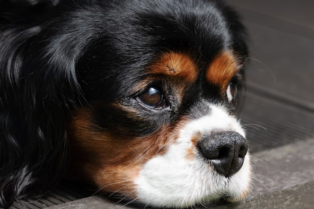 Close up portrait of a cavalier king charles spaniel dog