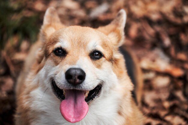 魅力的なペンブロークウェルシュコーギーコーギーの肖像画をクローズアップ森の新鮮な空気の中で自然の中で犬と一緒に歩く