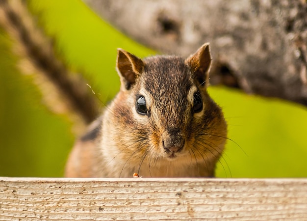 Foto ritratto ravvicinato di uno scoiattolo sulla ringhiera