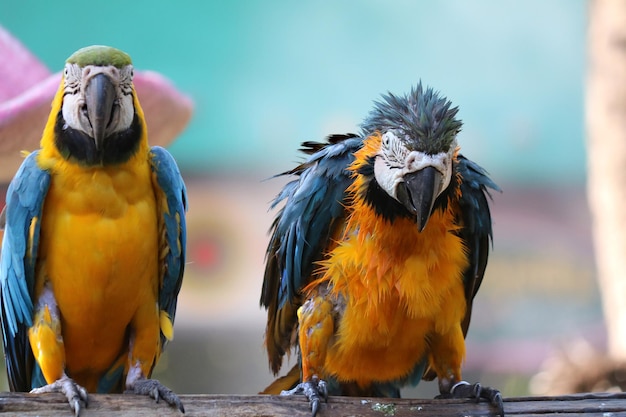 close up portrait of colorful blue and yellow macaw parrot