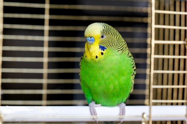 鳥かごのとまり木に座っているカラフルなgeenオウムの肖像画をクローズアップ