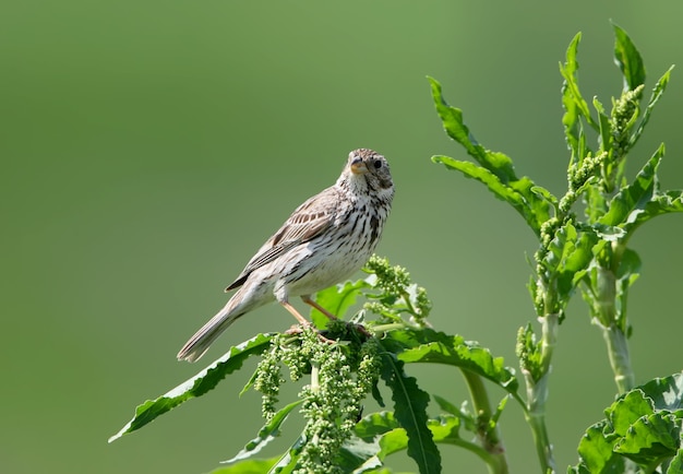 Close up portrait of a corn bunting sits on green grass