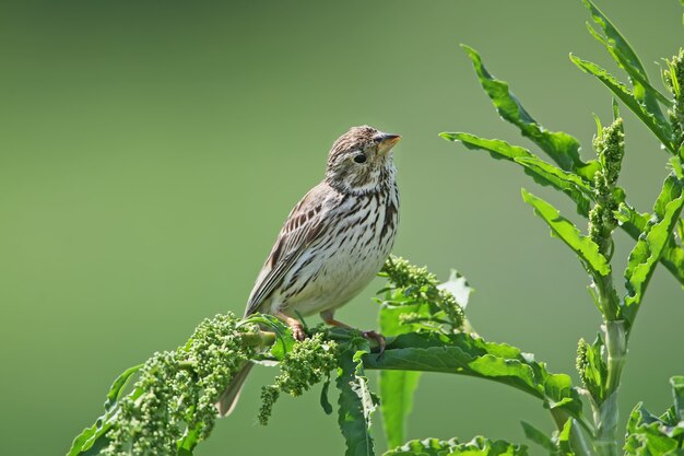 Close up portrait of a corn bunting sits on green grass