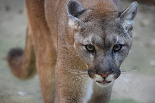 Photo close-up portrait of cougar