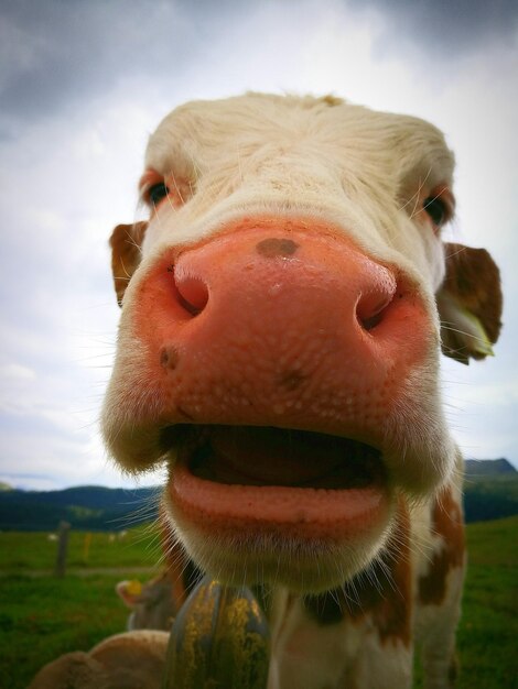 Photo close-up portrait of cow in field