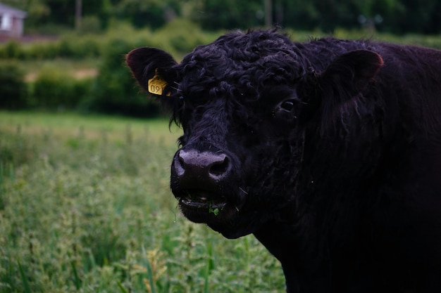 Photo close-up portrait of cow on field