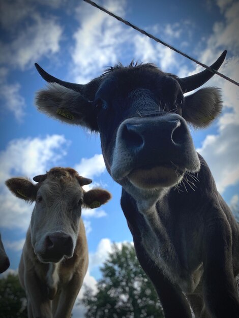 Close-up portrait of cow