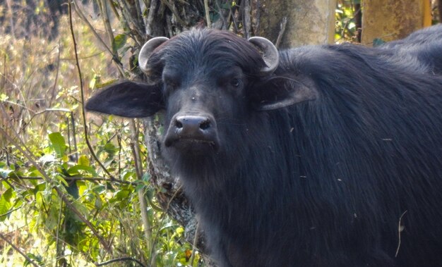 Foto ritratto di una mucca in primo piano