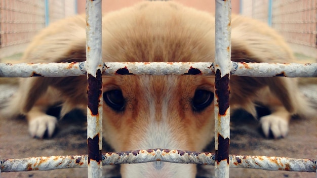 Close-up portrait of cow