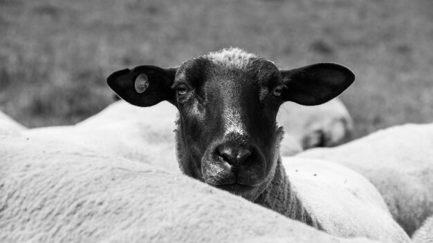 Foto ritratto di una mucca in primo piano