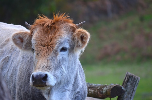 Photo close-up portrait of cow