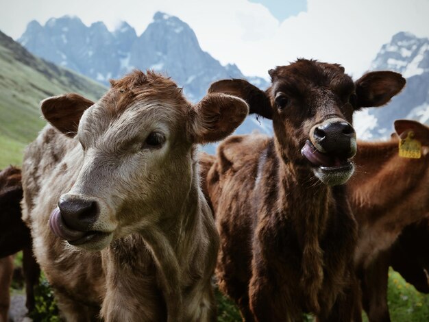 Close-up portrait of cow