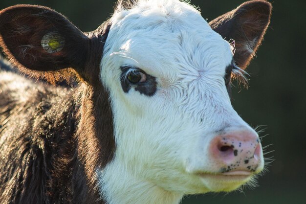 Photo close-up portrait of cow