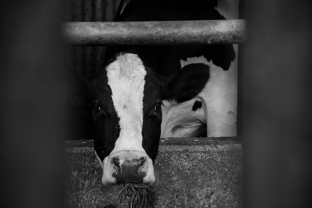 Photo close-up portrait of cow