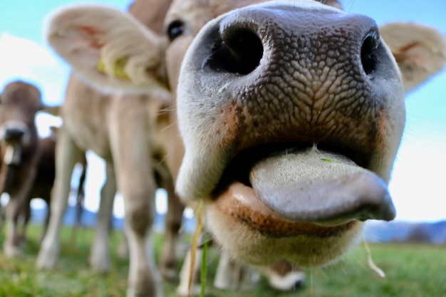 Photo close-up portrait of a cow