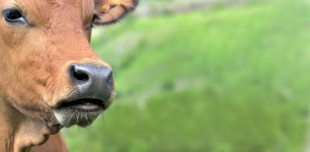 Photo close-up portrait of cow