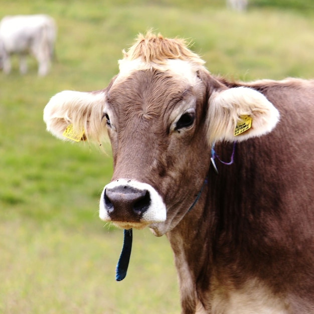 Foto ritratto di una mucca in primo piano