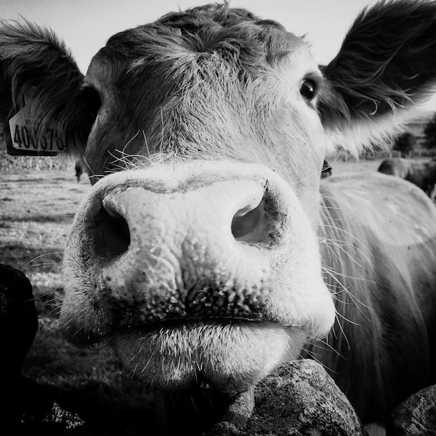 Photo close-up portrait of cow