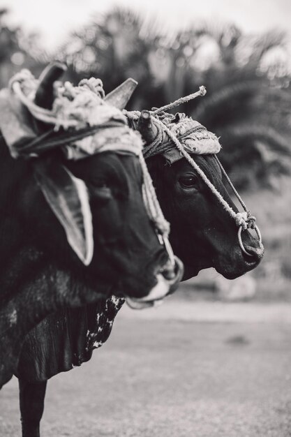 Photo close-up portrait of cows