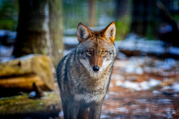 Foto ritratto ravvicinato di un coyote nella foresta