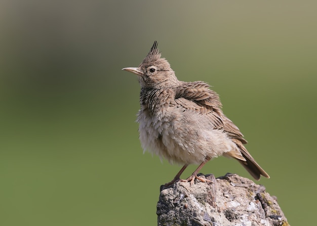 Close-up portrait of a crested lark on a blurred green background