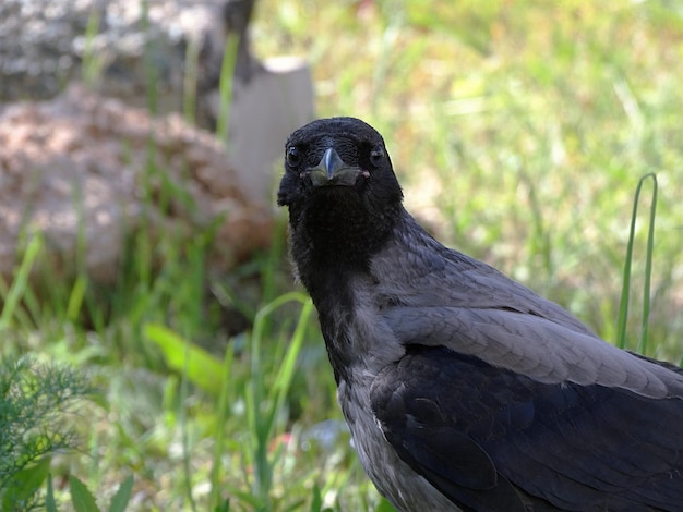 Photo close-up portrait of crow