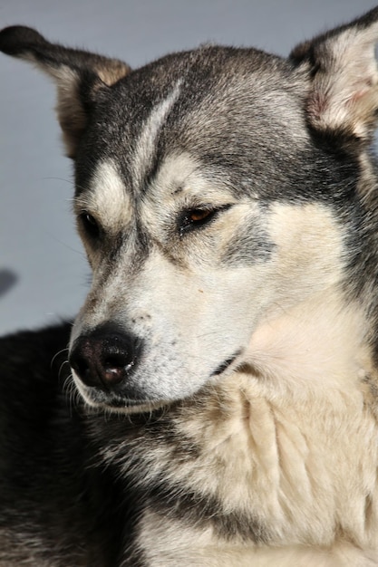 Foto chiuda sul ritratto di un cane peloso grande sveglio.