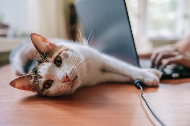 Close up portrait of cute cat lying at desk with laptop