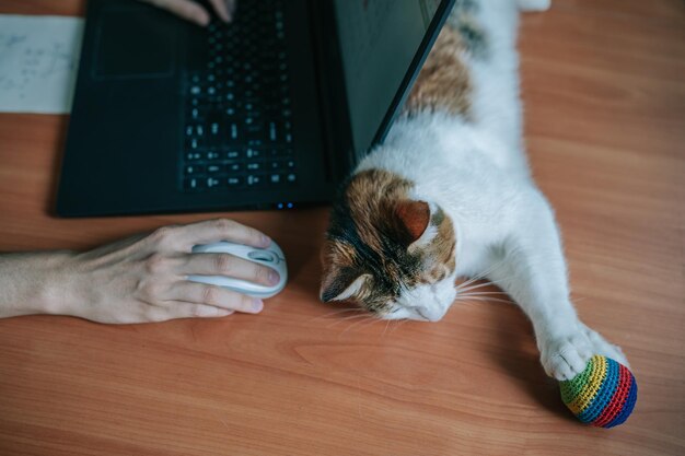 Close up portrait of cute cat lying at desk with laptop