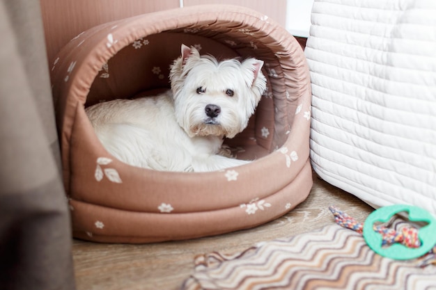 ペットベッドに座っている可愛い犬のクローズアップ肖像画