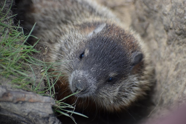 Photo close-up portrait of a cute groundhog