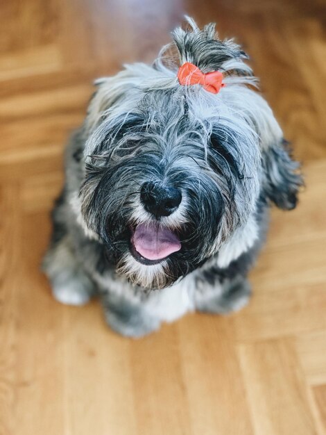 Foto ritratto in primo piano di un carino cagnolino peloso dall'alto mentre guarda in alto sotto la sua franja