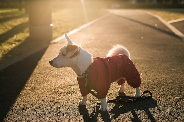 Close up portrait of cute jack russell dog in suit walking in autumn park copy space and empty place