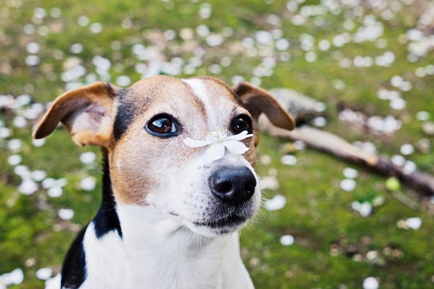 Chiuda sul ritratto del cane sveglio di jack russell con il fiore bianco.